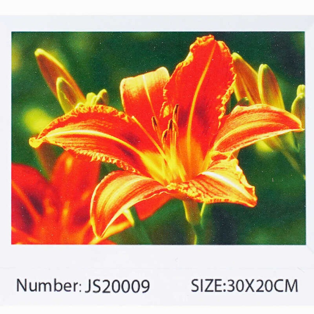 Алмазна мозаїка JS 20009 (50) 